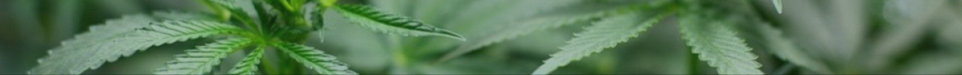 Becarma arrière plan