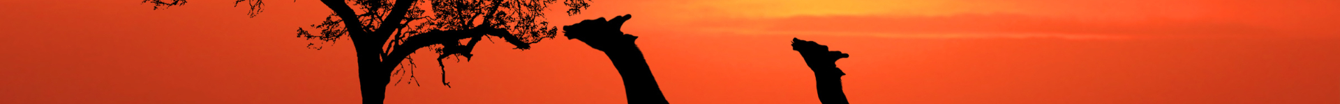 Ibogain Kaufen Hintergrund