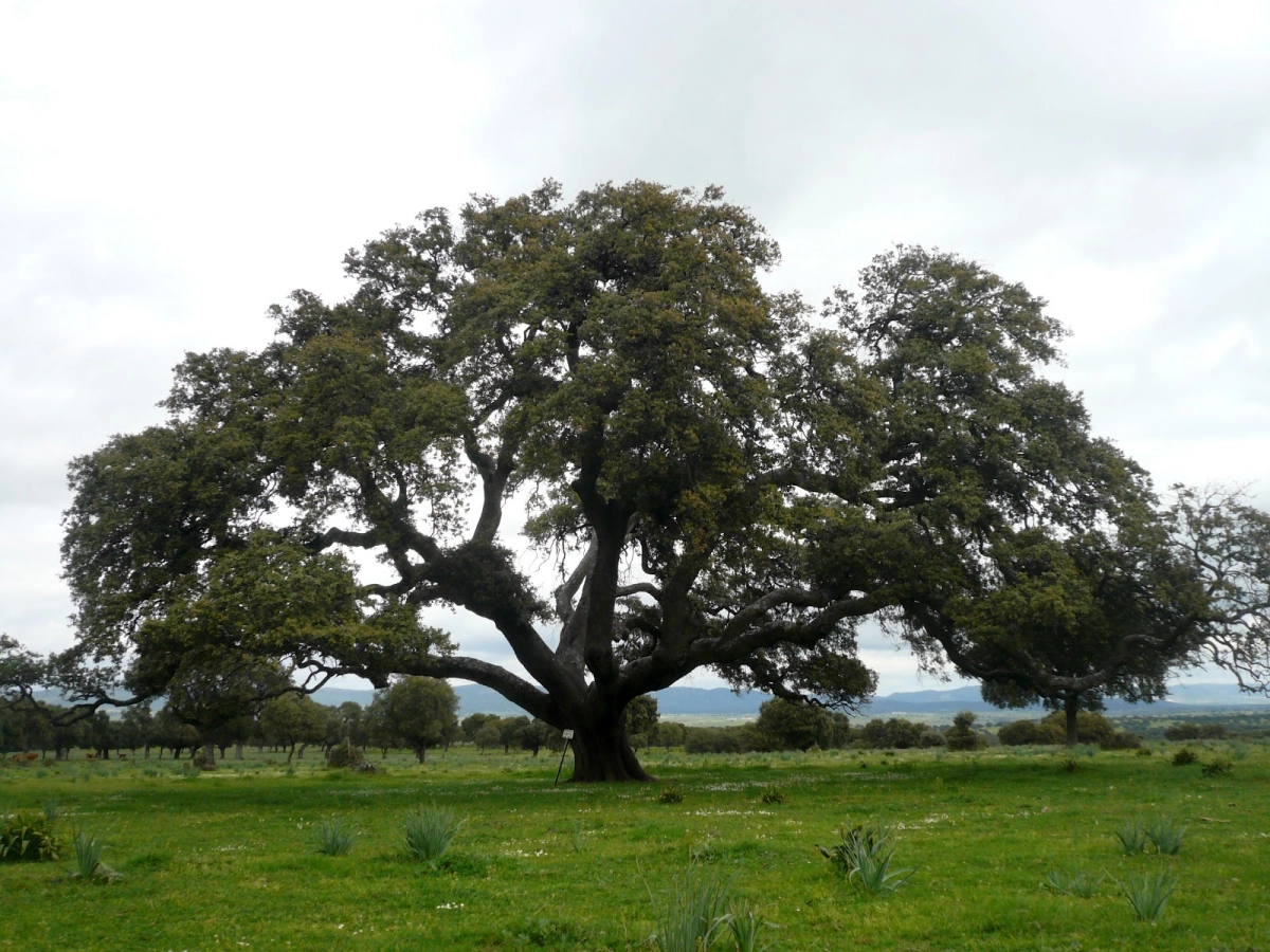 Salvar la Encina de fondo