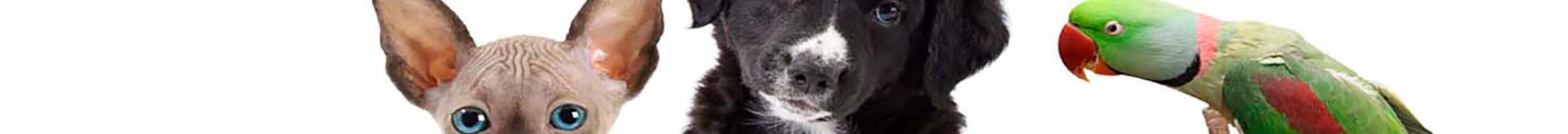 Océano Veterinarios de fondo