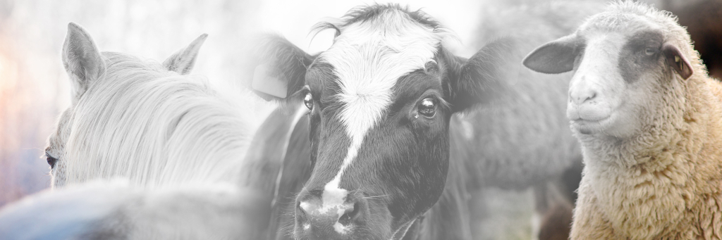 CALEYA FORRAJES de fondo