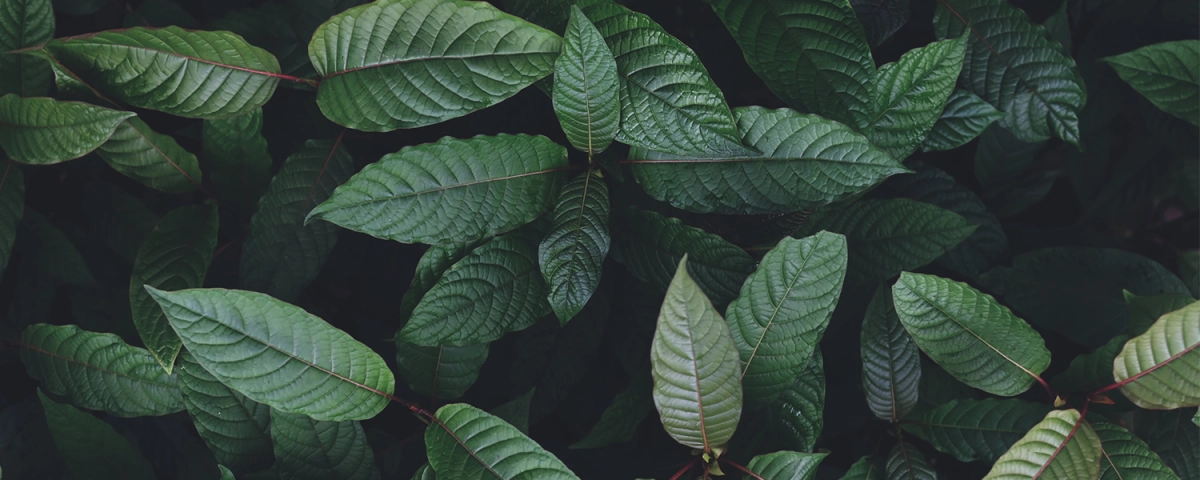 Kratomheld.de Hintergrund