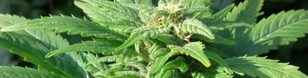 WeedSeeds.sites background