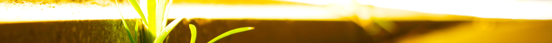 Kwekenmetleds background