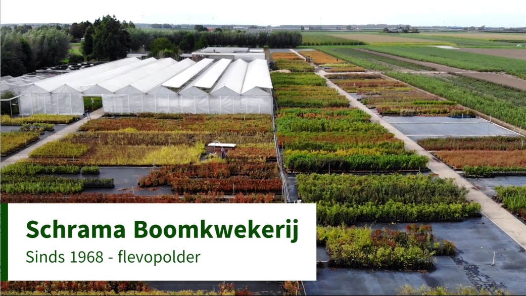 schramas.coms achtergrond