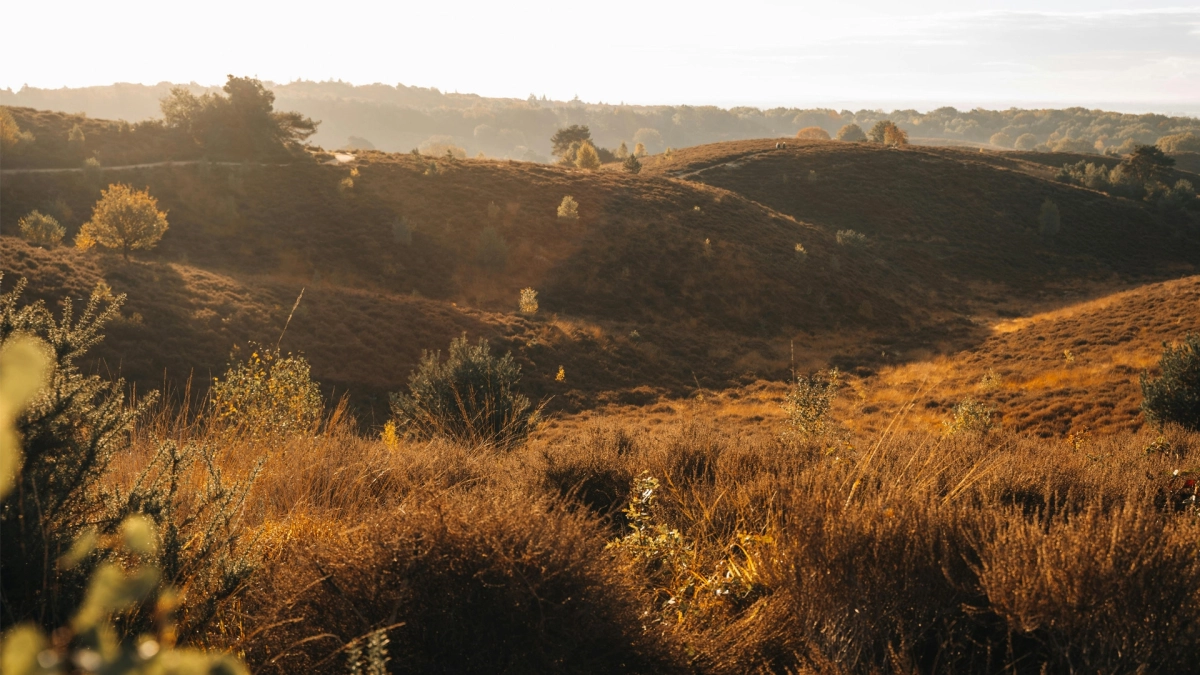 Vakantieveluwe.coms achtergrond