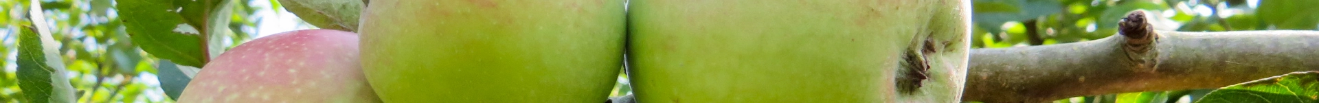 Suedflora Hintergrund