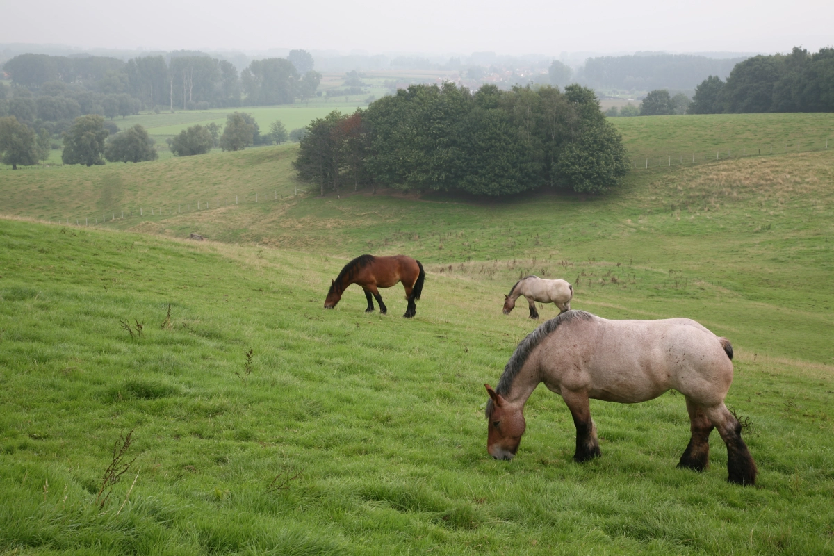 Het Huis van de Geuze Hintergrund