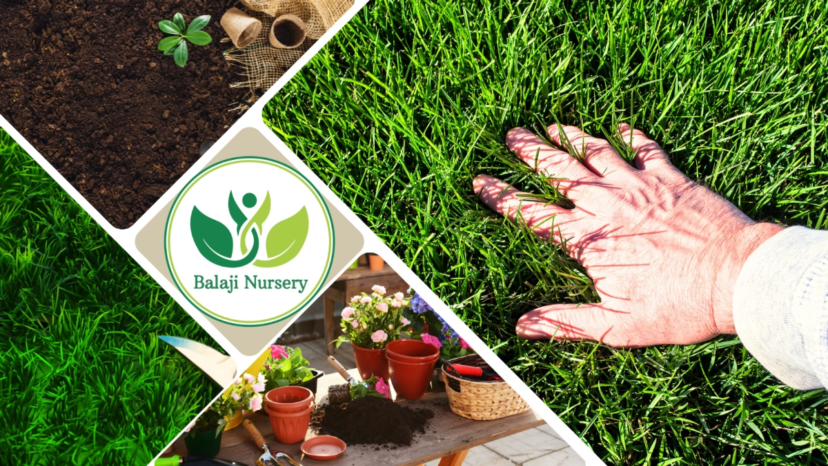 Balaji Nurserys background