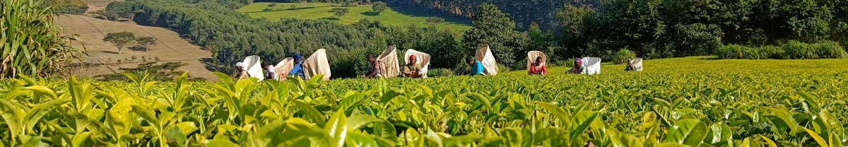 Tea Kultures achtergrond