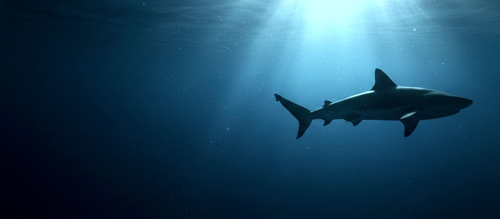 Pandorrahs background