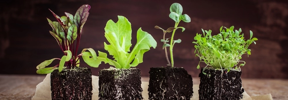 ESTRAGON arrière plan