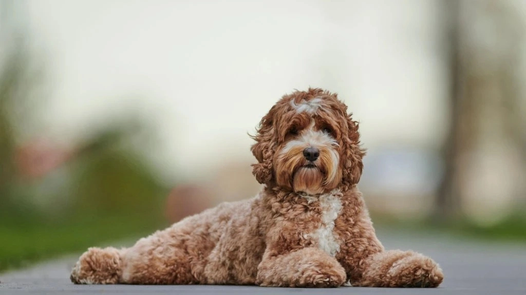 PetSecur - De Honden en Katten verzekering specialist.s achtergrond