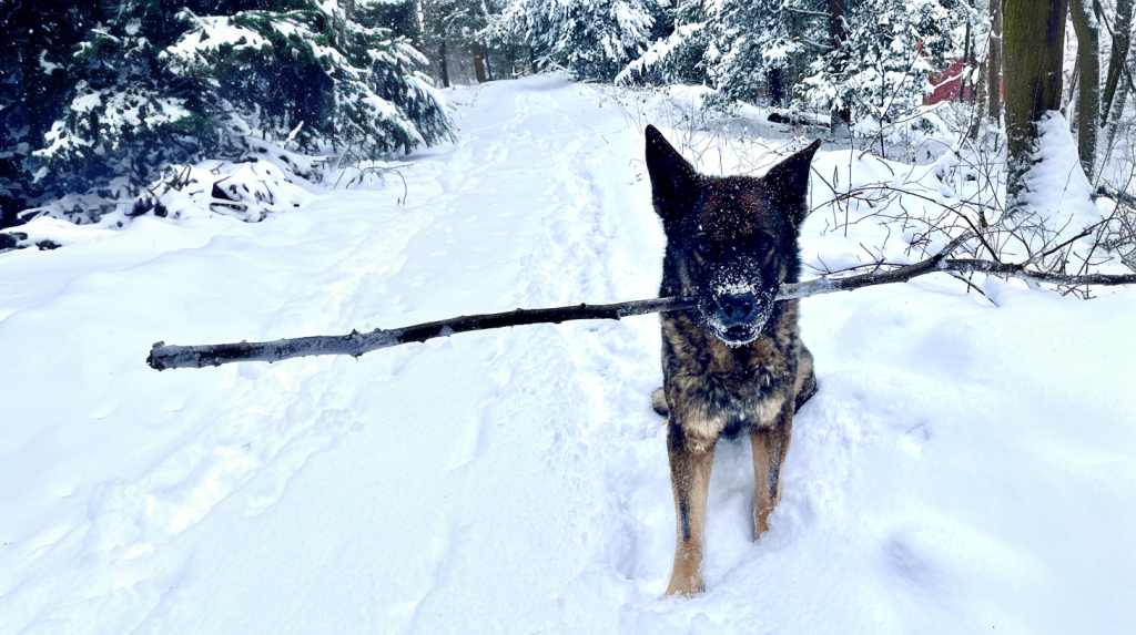 MedcoVets background