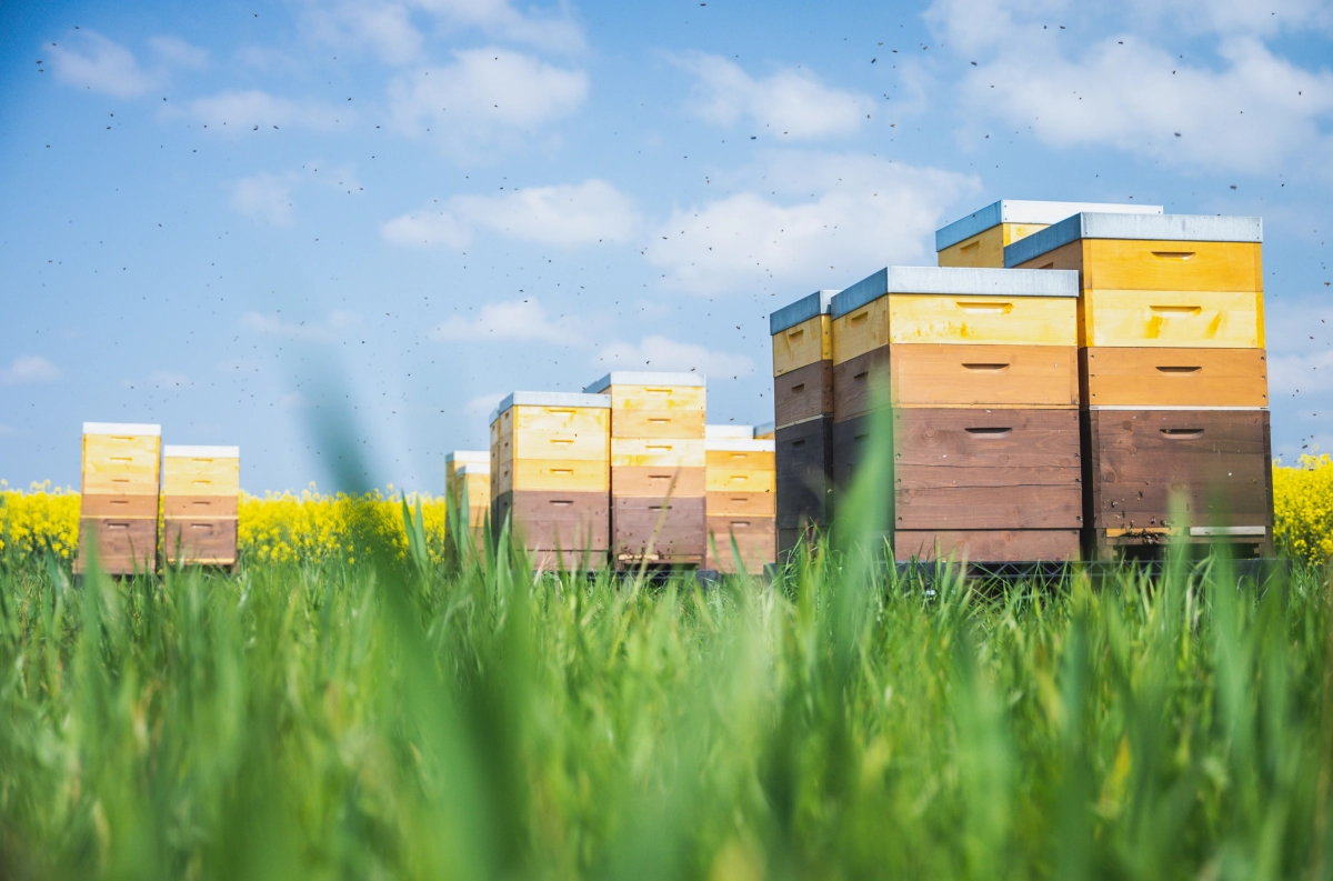 Grega´s Imkerei Hintergrund