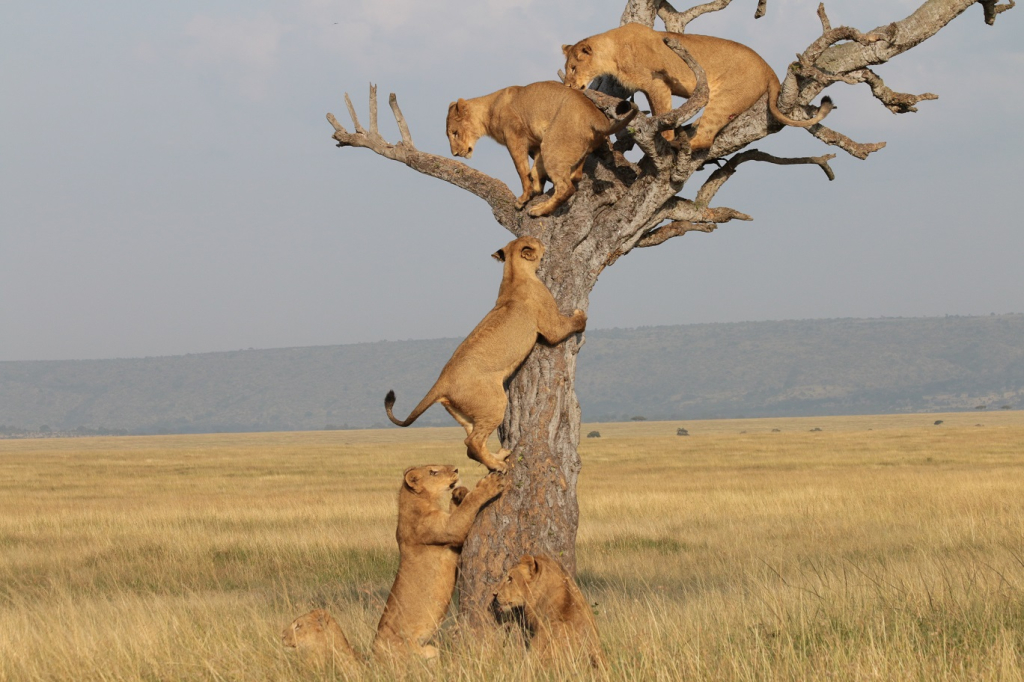 Kenya Tour Companys background