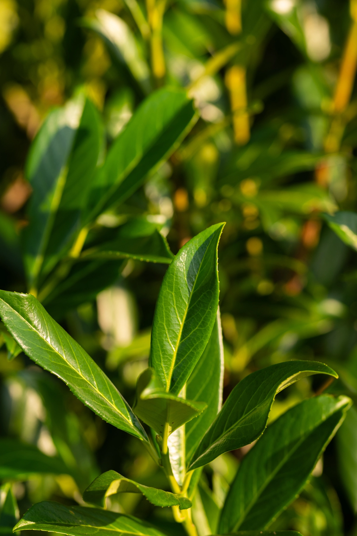 Aalst-tuinplantens achtergrond