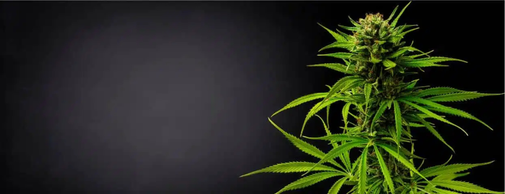 CBD Organics de fondo