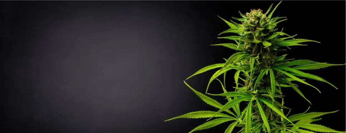 CBD Organics de fondo