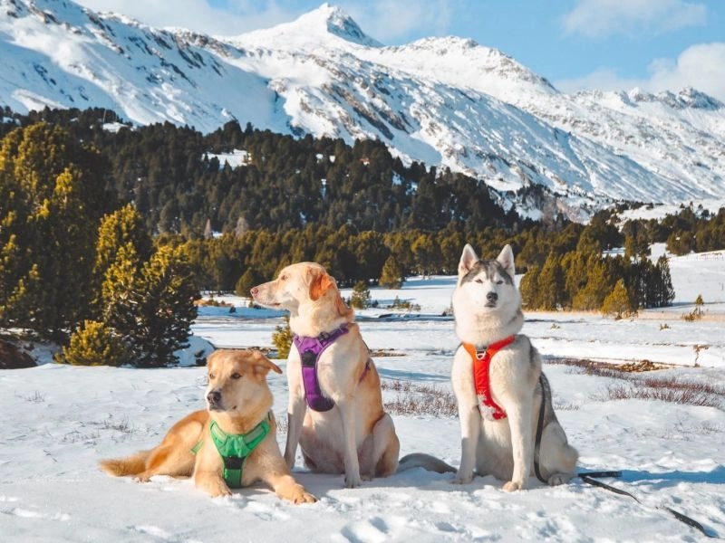 Truelove-store arrière plan