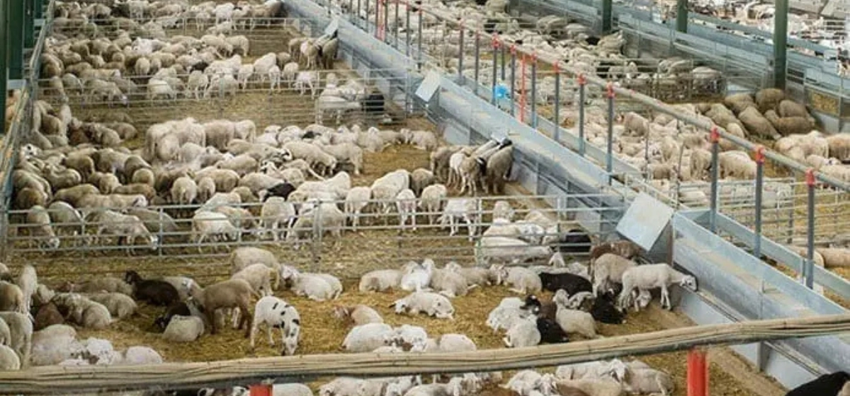 The best cattle de fondo