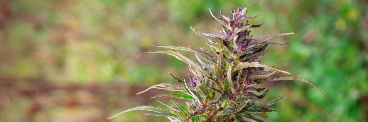 Family Tree CBD Cannabis Boutique de fondo