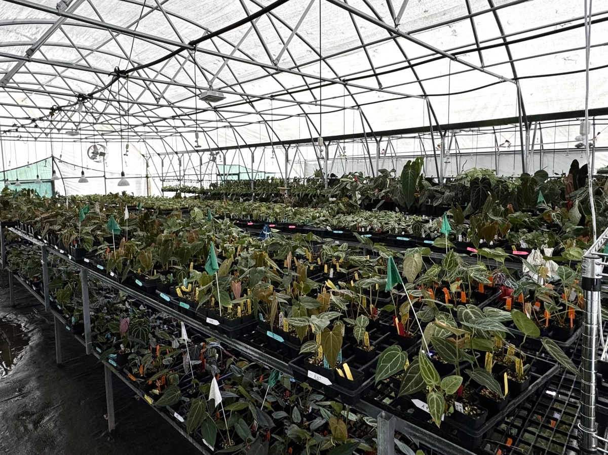 Nice Plants Good Pots Nurserys background