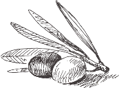 Mallorca Property Guru