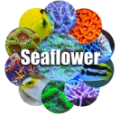 Seaflower