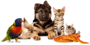 Logo van onlinedierenwereld.nl