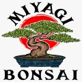 Miyagi Bonsai