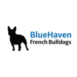 Logo of BlueHaven French Bulldogs