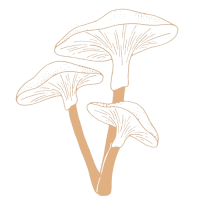 Psychedelic Dispensary Online